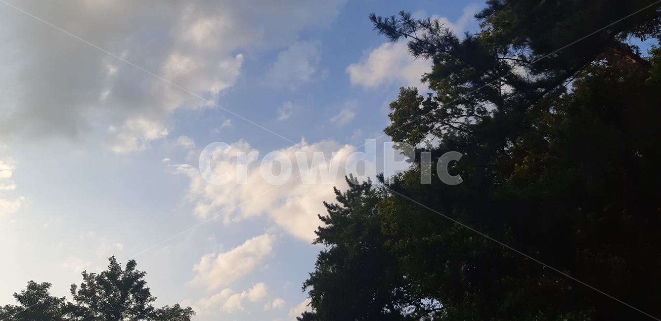 tree,나무,plant,식물,fir,전나무,abies,sky,구름,하늘,맑음,옥외