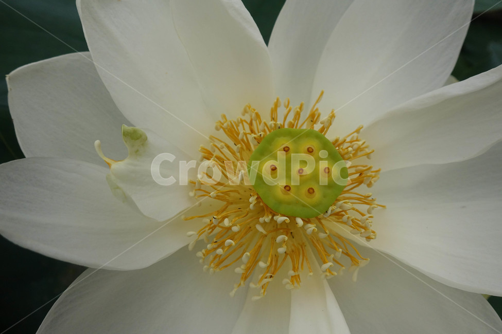 연꽃,연등,사찰,plant,pollen,식물,화분,식물,자연,plants,nature,꽃,flower