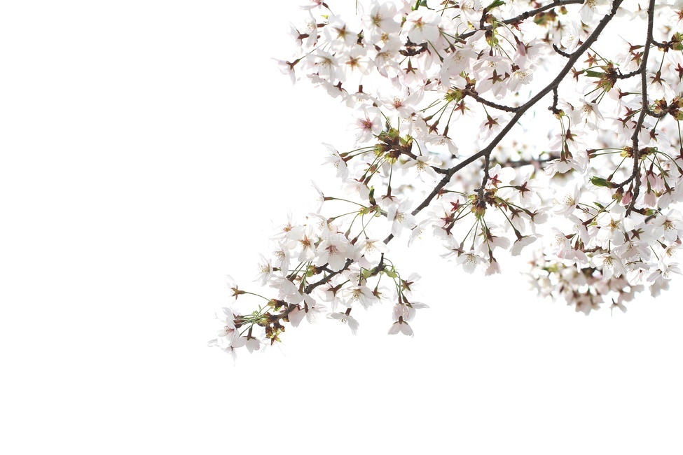 식물,꽃,벚꽃,flower,cherryblossom,blossom,봄,계절,spring,season