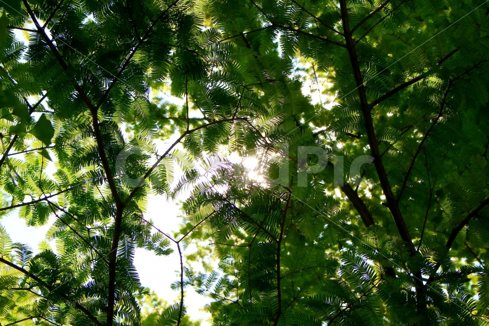 감성사진,자연,나뭇잎,햇빛,나무,감성,잎사귀,잎,푸릇푸릇,색감,tree,자연,풍경,nature,landscape,휴식,힐링,rest,relaxation,healing,vegetation,초목,plant,식물,outdoors,옥외,jungle,밀림,land,땅,rainforest,열대 우림
