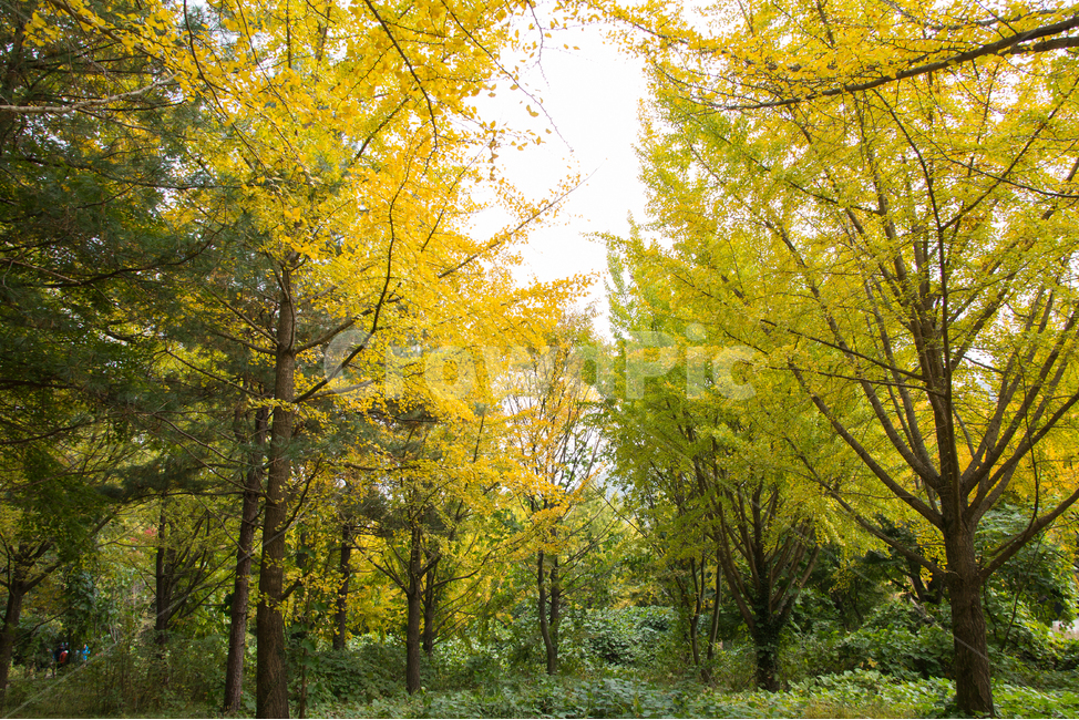 은행나무,가을,풍경,산책,단풍구경,가을,계절,fall,autumn,season,자연,풍경,nature,landscape,식물,plants,나무,trees,wood,휴식,힐링,rest,relaxation,healing,tree,plant