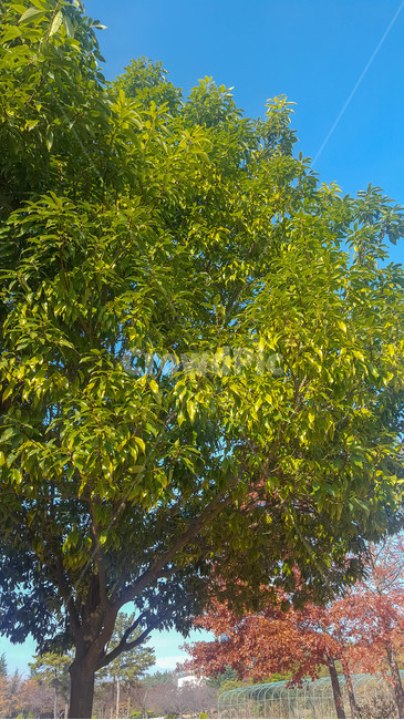 가을,식물원,나무,단풍,하늘,자연,풍경,nature,landscape,tree,plant,식물