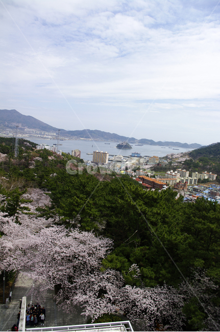 진해,나무,산,바다,하늘,구름,벚꽃,식물,풍경,봄,계절,spring,season,plant,landscape,경치,nature,자연,outdoors,옥외,scenery