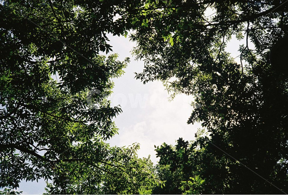 숲,여름,하늘,나무,풍경,자연,풍경,nature,landscape,tree,plant,식물,vegetation,초목