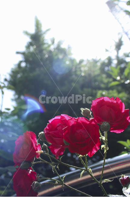 flower,꽃,rose,장미,plant,식물,red,빨간,빨강,빨간장미,redrose