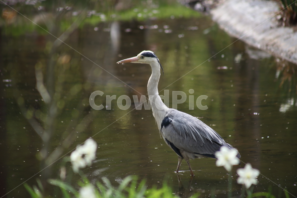 왜가리,새,조류,대형조류,ardeacinerea,철새,동물,animal,조류,새,birds