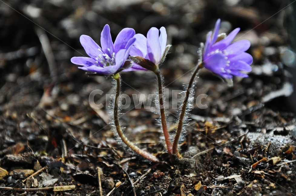plant,식물,flower,blossom,꽃,청노루귀,솜털,봄,봄꽃,계절,식물,자연,plants,nature,꽃,flower