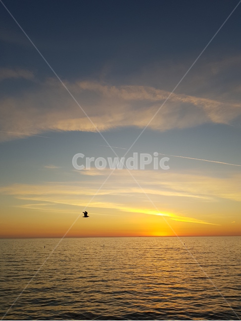 바다,새,하늘,석양,일몰,sea,sky,bird,sunset,sundown,la,santamonica,자연,풍경,nature,landscape,adventure,모험,leisure activities,레저 활동,outdoors,옥외