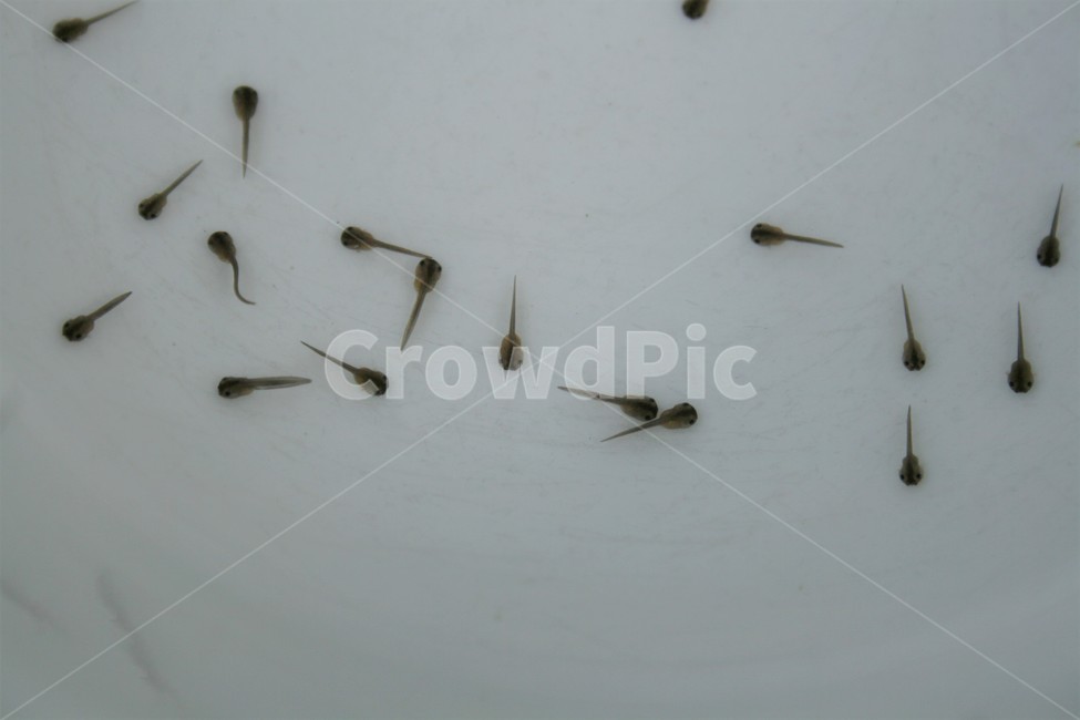 맹꽁이올챙이,맹꽁이,쟁기발개구리,맹꽁이과,양서류,멸종위기야생동물,국가적색목록취약종,동물,animal,파충류,양서류,reptile,amphibian