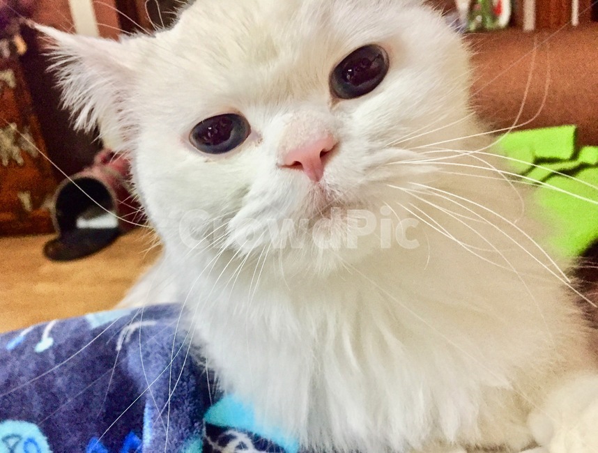 고양이,냐옹이,애완동물,반려동물,cat,집사,터키쉬앙고라,러시안블루