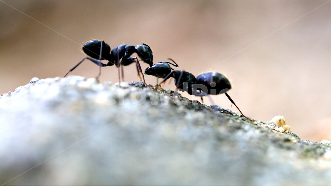 개미,곤충,벌레,동물,자연,동물,animal,곤충,벌레,insect,bug