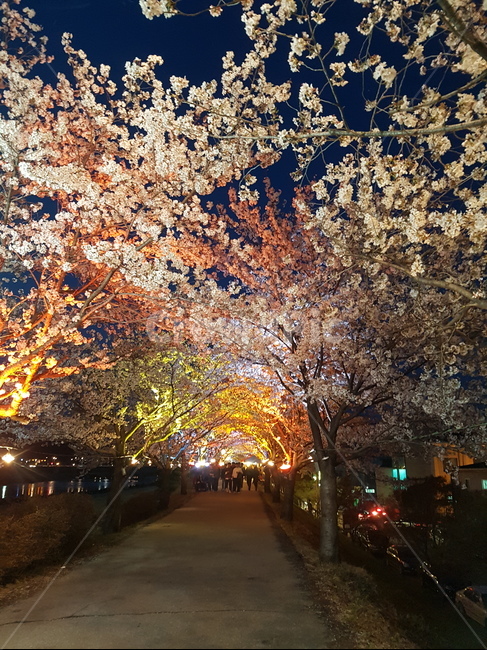 봄,계절,나무,꽃,불빛,알록달록,색감,감성,나들이,산책,벚꽃,설렘,길