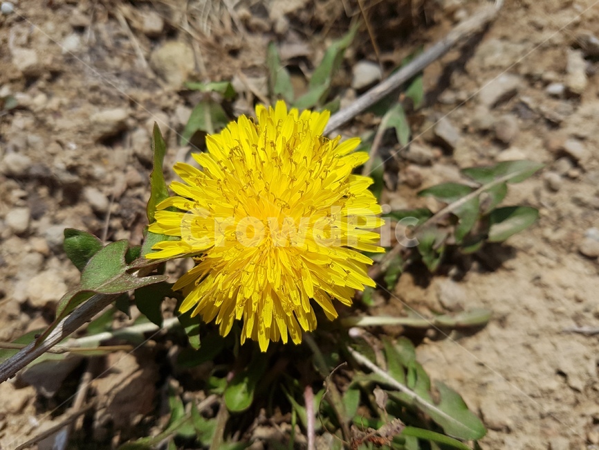 plant,식물,꽃,민들레,끈질긴