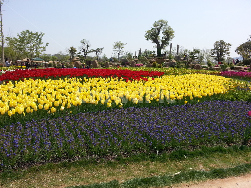 봄,튤립,튤립밭,하늘,꽃밭