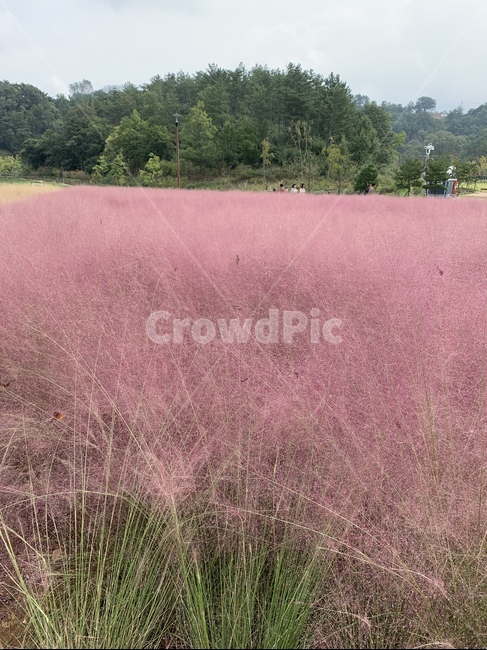 핑크뮬리,핑크,축제,자연,식물,식물,자연,plants,nature