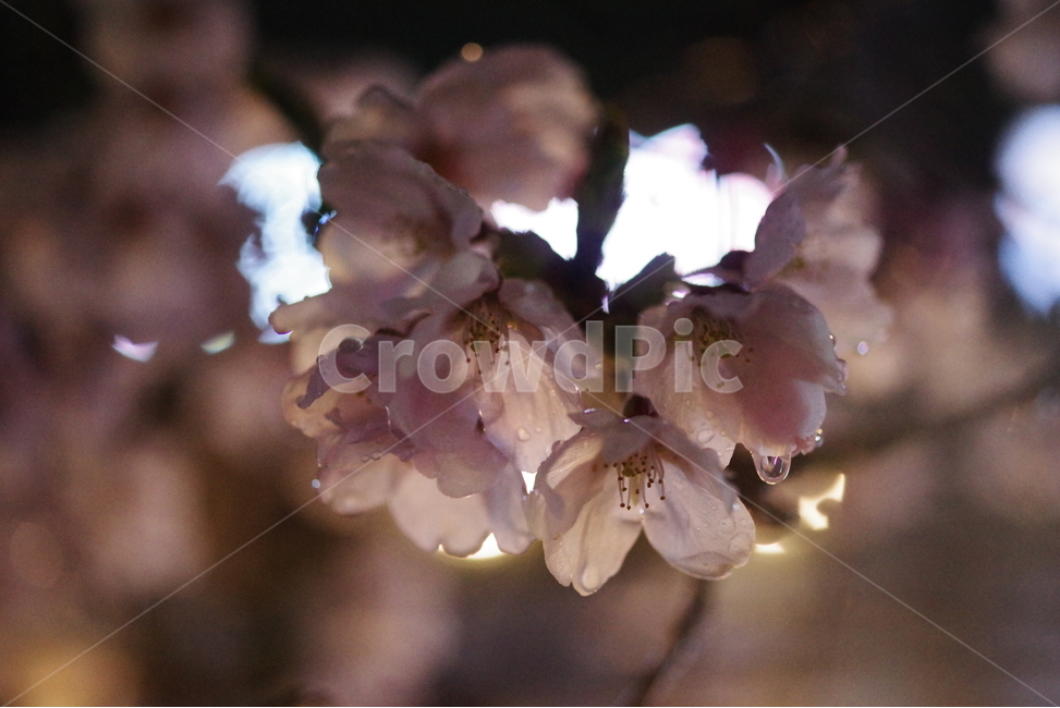 벚꽃,봄꽃,꽃,봄,배경화면,바탕화면,계절,식물,자연,생명,꽃잎,봄,계절,spring,season,식물,자연,plants,nature,꽃,flower,plant,blossom