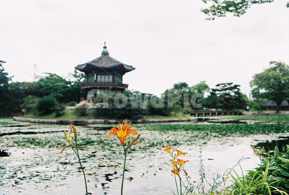 한국전통,경복궁,향원정,연못,필름카메라,filmcamera,film,koreanpalace,koreantraditionalgarden,koreantraditional,koreanculture,한국전통,한국문화,korean traditional,korean culture,건축물,건물외관,exterior,building,structure,architecture,construction