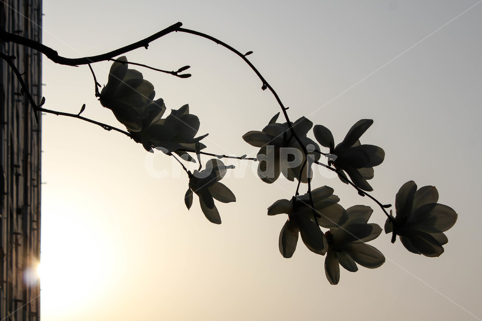 목련,역광,봄꽃,해질녘,꽃잎,노을역광,식물,자연,plants,nature