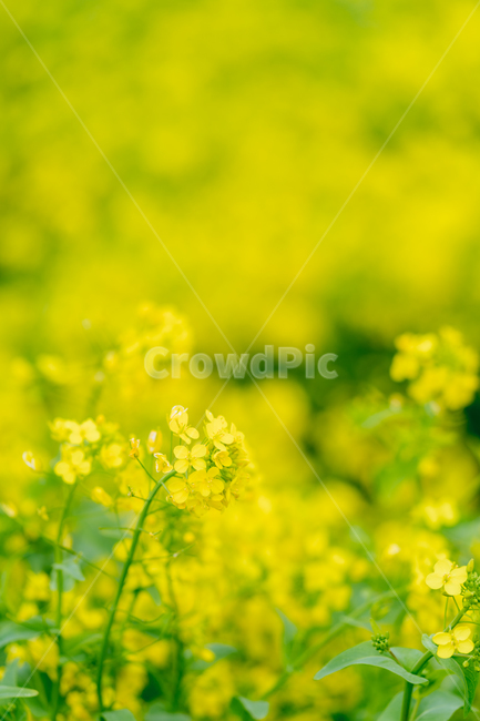 outdoors,옥외,nature,자연,유채,유채꽃,꽃