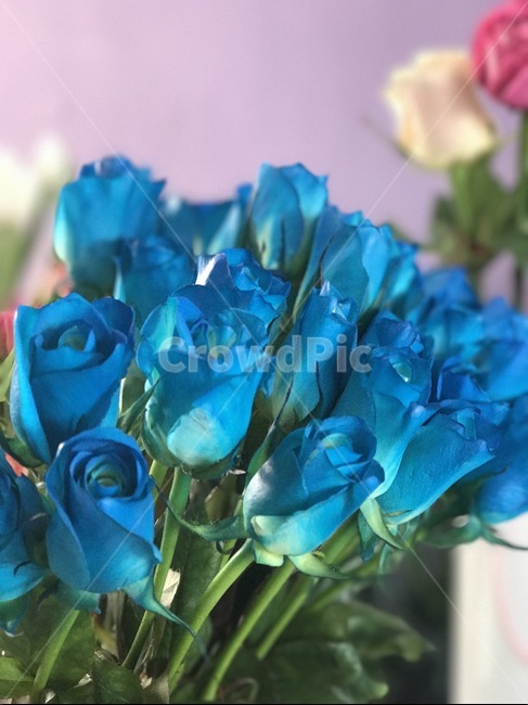 꽃,장미,예쁜장미,예쁜꽃,rose,flower