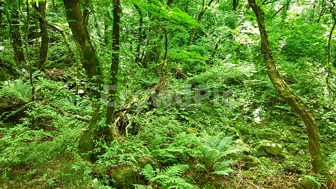 숲,나무,나뭇잎,식물,plant,tree,vegetation,초목,treetrunk,나무줄기,outdoors,옥외,woodland,삼림지,land,nature,자연,forest