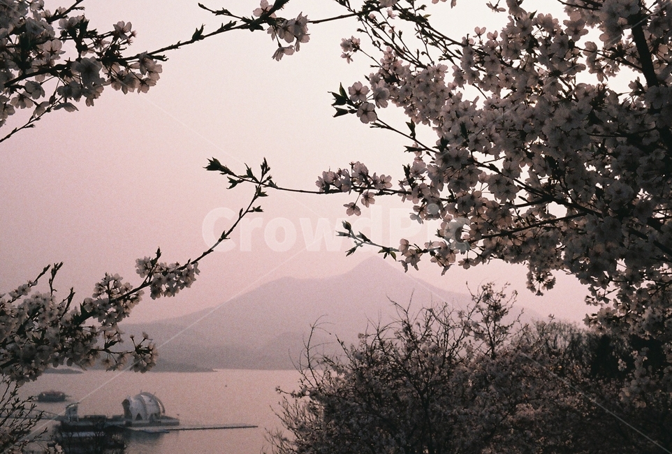 나무,tree,식물,plant,벚꽃,blossom,자연,nature,필름,필름사진,film,flower,cherryblossom,호수,lake,경치,풍경,landscape,water,물