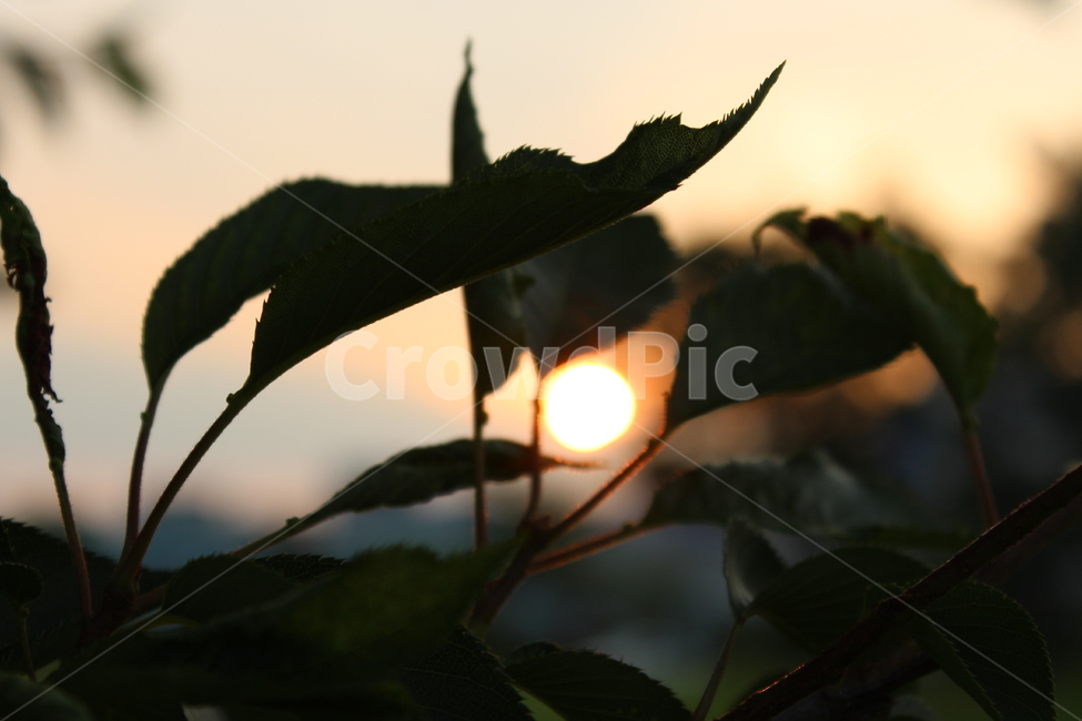 그림자,해,일몰,식물,잎,plant,식물,자연,plants,nature