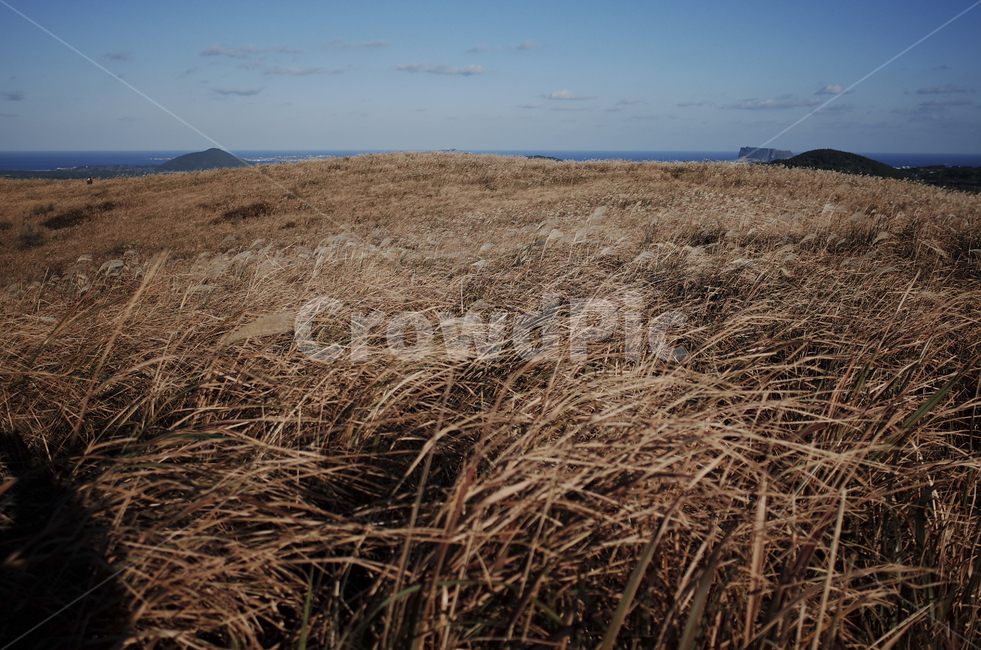 plant,식물,grass,잔디,flamegrass,silvergrass,억새,들판,nature,자연,옥외,outdoors,hill,언덕,reed,갈대