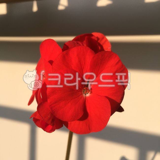 geranium,blossom,winter,flowering,flower,bud,spring,spring flowers,pelargonium,home gardening,plant