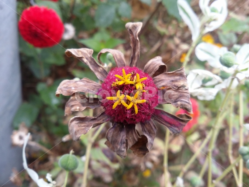 식물,plant,꽃,꽃잎,자연,flower,식물,자연,plants,nature,꽃,flower