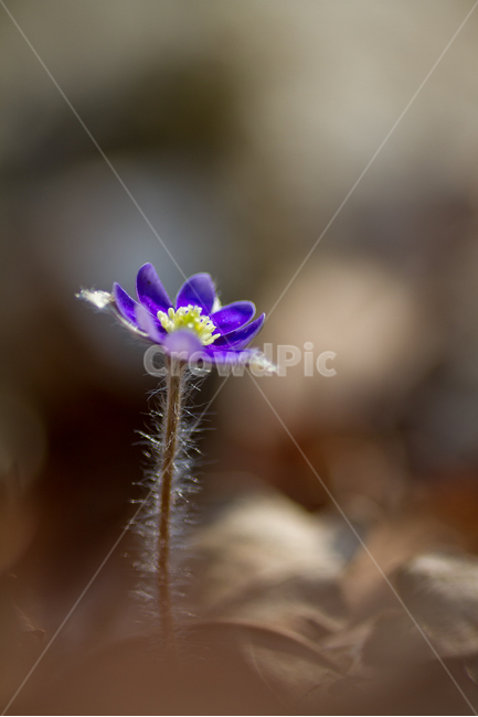 화야산,청노루귀,봄,봄꽃,야생화,봄,계절,spring,season,식물,자연,plants,nature,꽃,flower,blossom,geranium,제라늄,plant