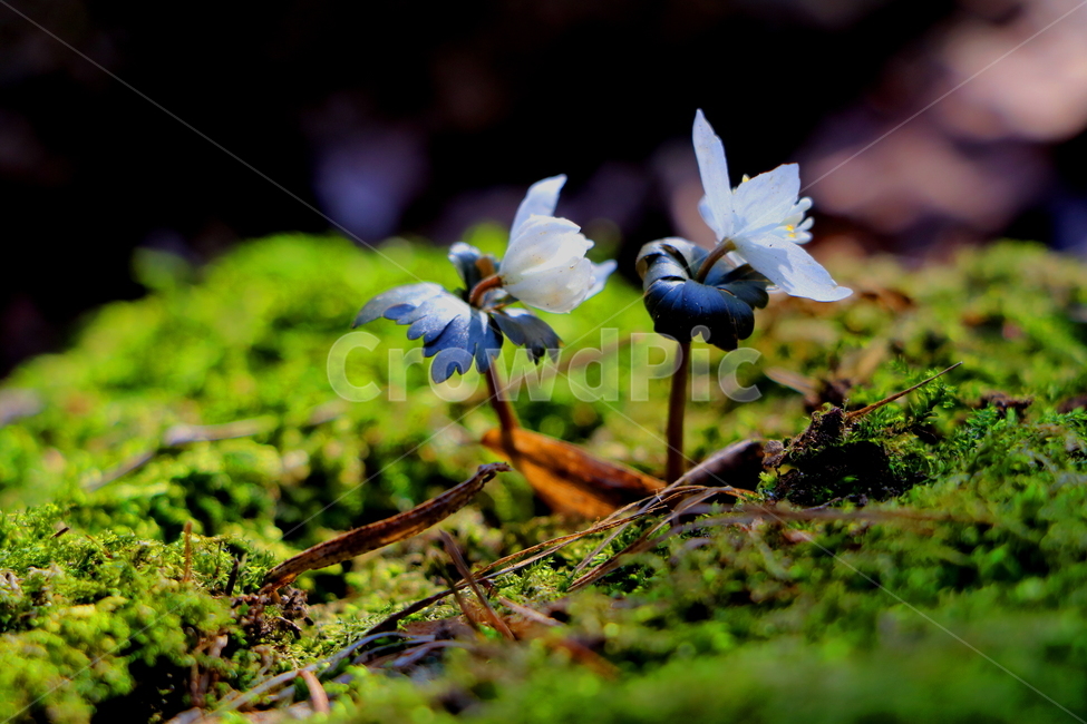 꽃,식물,야생화,들꽃,자연,식물,자연,plants,nature,꽃,flower