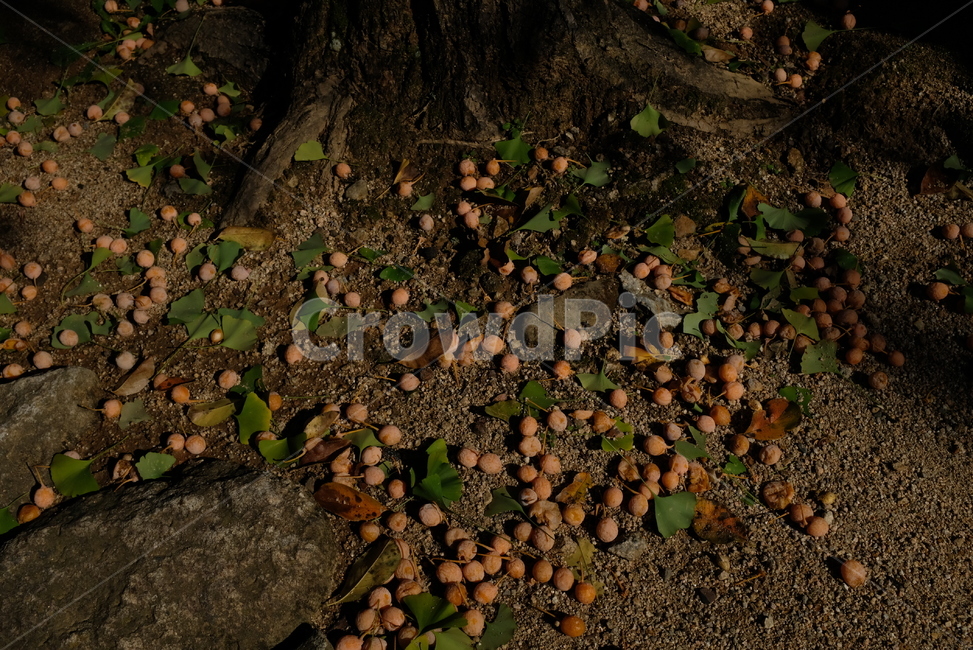 가을,은행,은행나무,흙,자연,마당,nature,fall,autumn,ginkgo,nut,tree,냄새,과일,열매,fruit