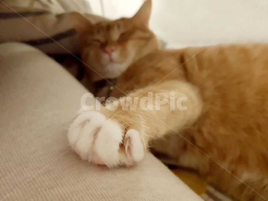 고양이,cat,집사,치즈태비고양이,노란색고양이,반려동물,반려묘,애완동물,동물,animal,포유류,mammal,고양이,cat,kitten,kitty