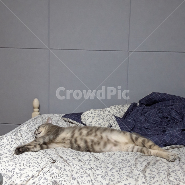 고양이,집고양이,반려묘,반려동물,귀여움,cat,cute,pet