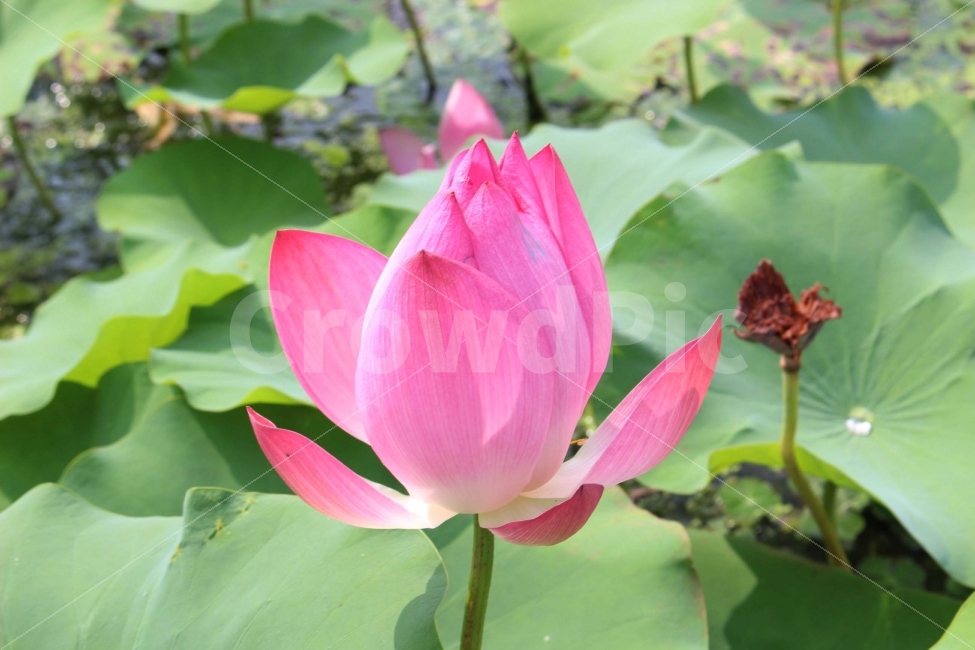 꽃,들꽃,봄,분홍,분홍색,풀,식물,초록,초록색,잎,가지,flower,연꽃,연잎,수상식물,식물,자연,plants,nature,꽃,flower
