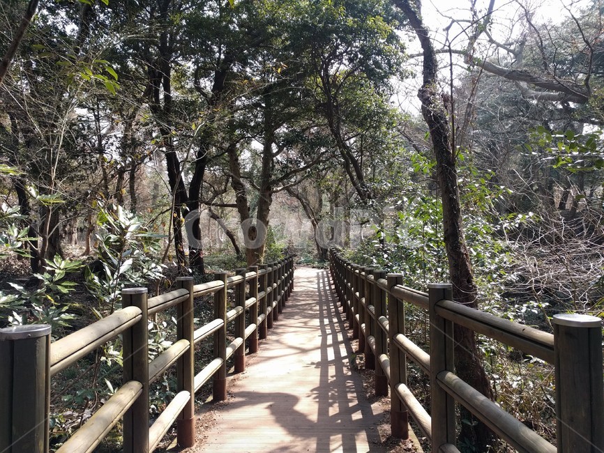 제주도,비자림,숲,나무,산책,jejuisland,jeju,bijarimforest,forest,tree,walking