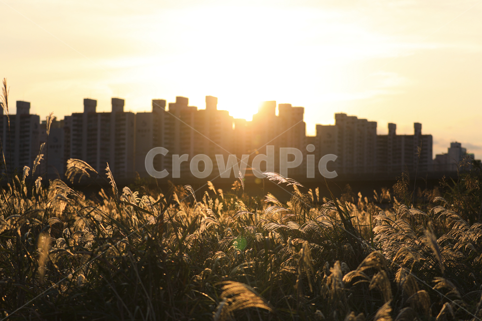갈대,가을,억새,억새밭,갈대밭,억새군락지,silvergrassfield,fall,식물,reed,silvergrass,fieldofreeds,grass,flare,플레어,light,빛,일몰,일출,sunrise,sunset,가을,계절,fall,autumn,season,식물,자연,plants,nature,잔디,plant