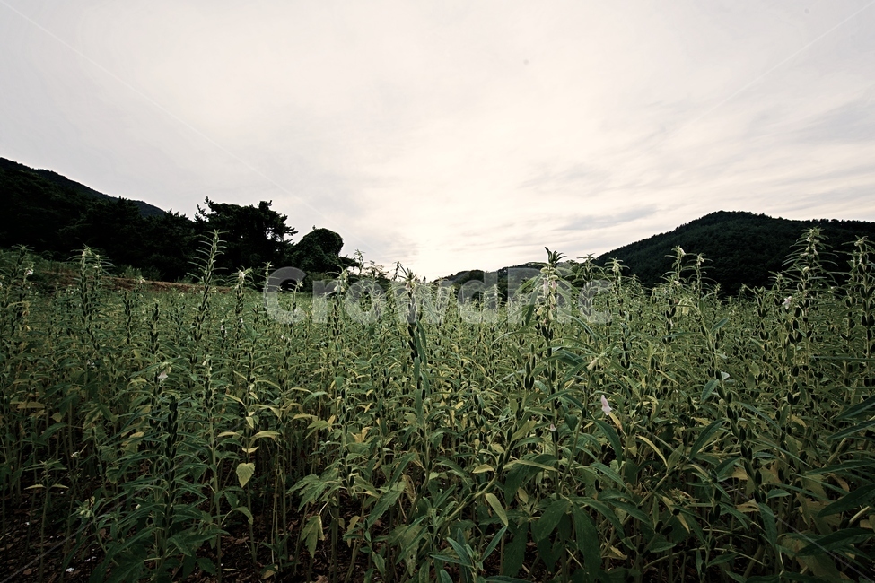 남해,석양,자연,시골,하늘,sky,nature,sunset