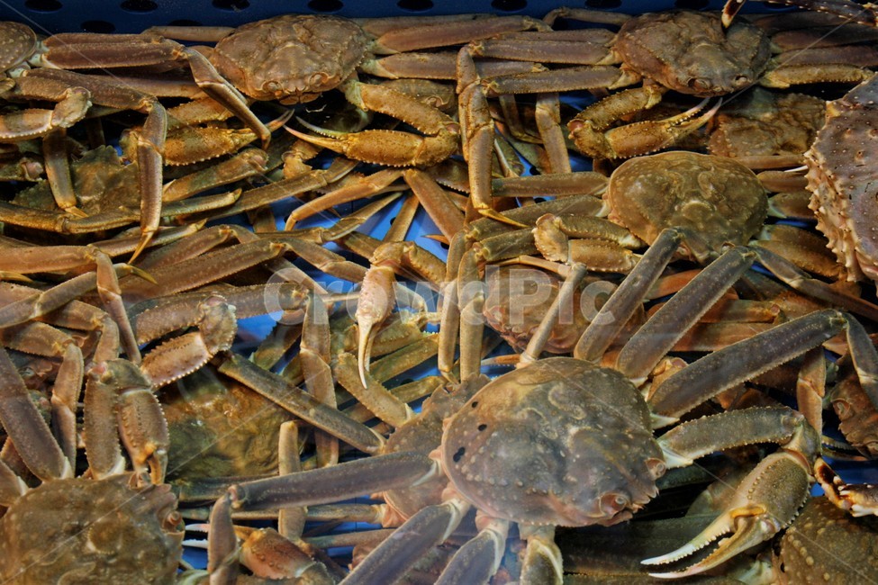 대게,해산물,자연산,해물,신선한,음식,식재료,요리,food,cook,meal,dishes,food reserves,수산물,해산물,fishery products,seafood