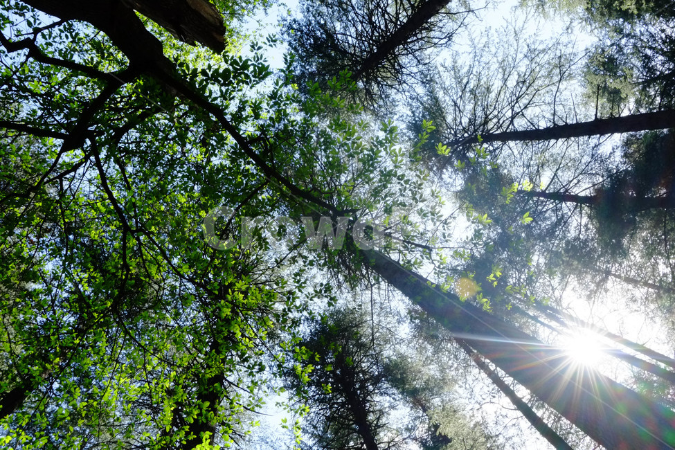 햇살,빛,나무,숲,자연,풍경,forest,녹색,풀,자연,풍경,nature,landscape,식물,plants,나무,trees,wood,휴식,힐링,rest,relaxation,healing,flare,플레어,light,sunlight,햇빛