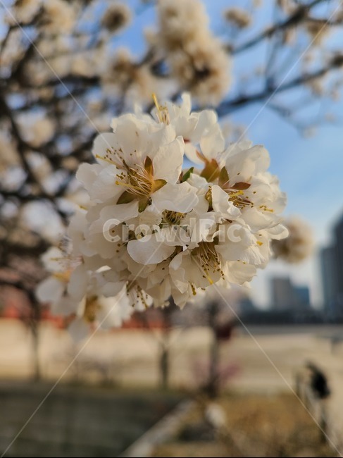 plant,cherryblossom,식물,blossom,꽃,벚꽃,flower