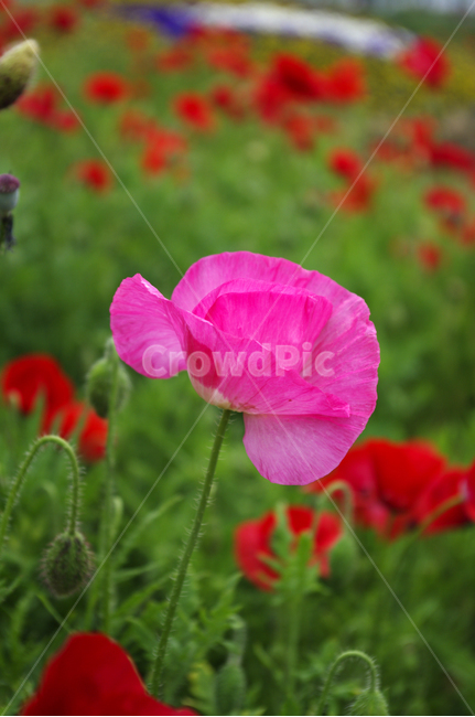 꽃,식물,color,flower,plant,식물,자연,plants,nature,꽃,flower