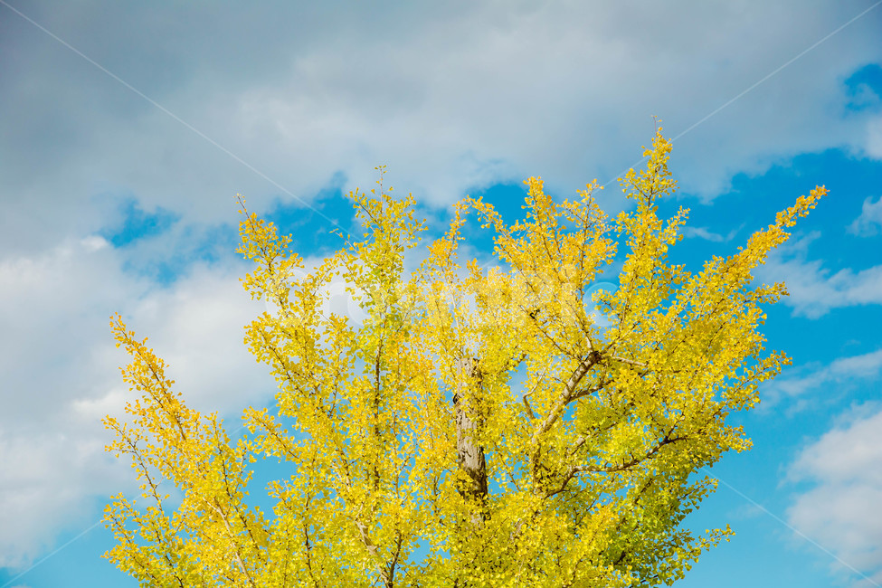은행나무,단풍,가을,단풍나무,autumn,노란섹,yellow,가을,계절,fall,autumn,season,식물,자연,plants,nature,나무,trees,wood,plant