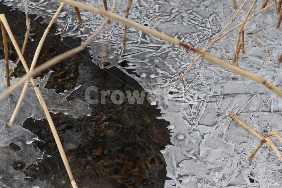 얼음,겨울,강,물,얼음이만들어낸무늬,겨울,계절,winter,season