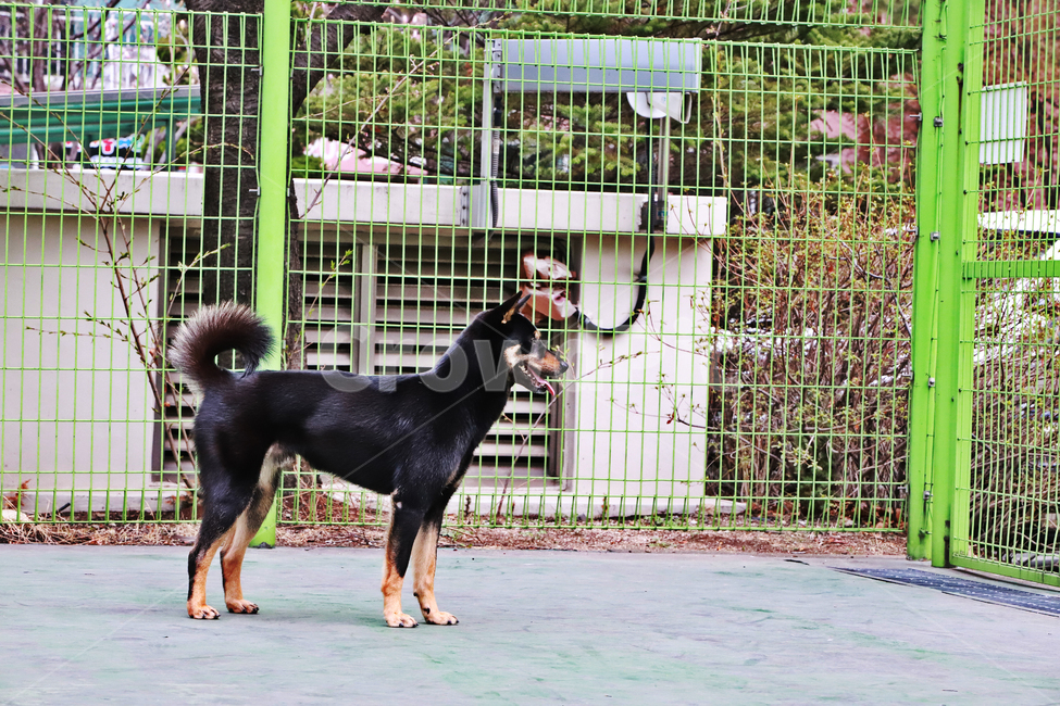 진도개,네눈박이,블랙탄,반려견,강아지,동물,animal,포유류,mammal,개,강아지,dog,doggy