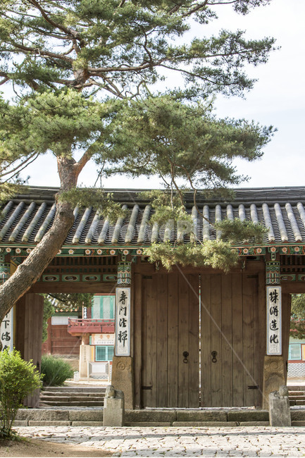 사찰,문화유산,기와,대문,소나무,불교,한국전통,한국문화,korean traditional,korean culture,식물,자연,plants,nature,나무,trees,wood