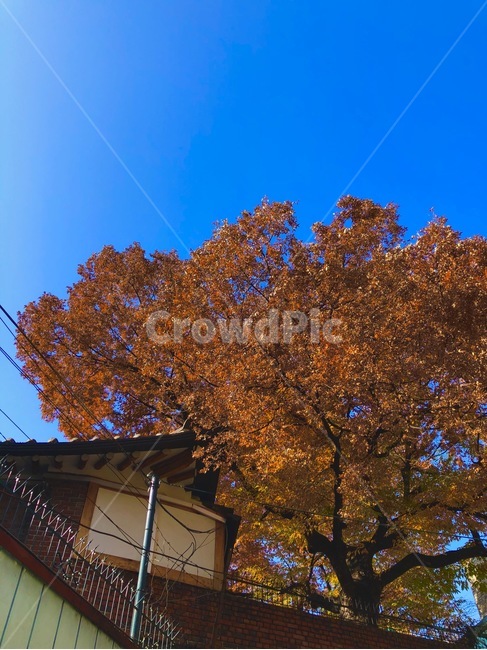 sky,나무,가을,풍경,감성,가을,계절,fall,autumn,season