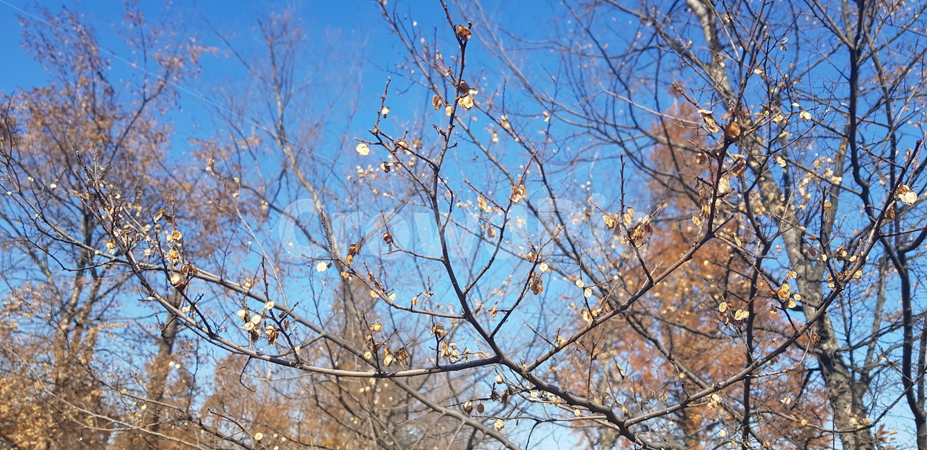 겨울나무,plant,식물,tree,나무