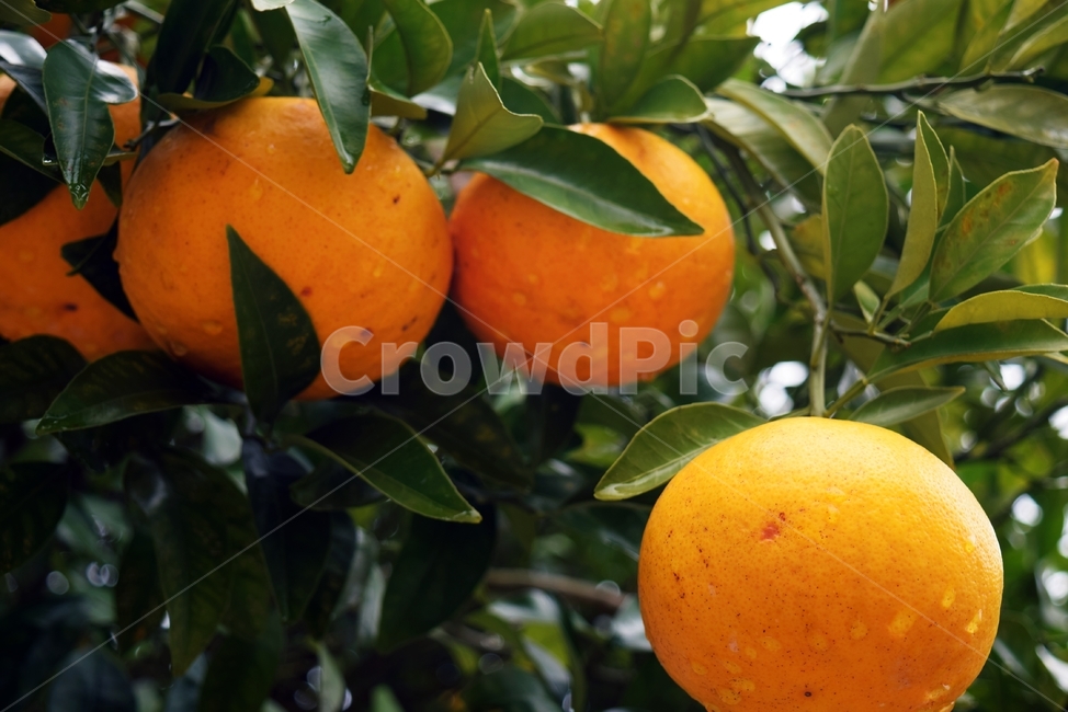 citrusfruit,감귤류과일,plant,식물,fruit,과일,food,orange,주황색,과일,열매,fruit